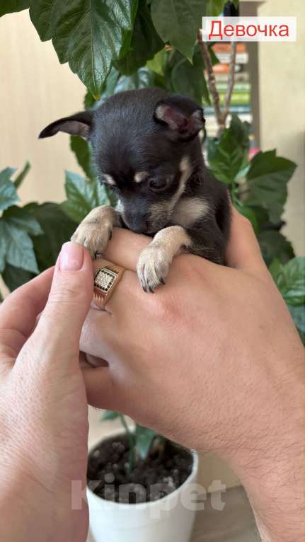 Собаки в Воронеже: Дизайнерские щенки той-терьера Девочка, 7 000 руб. - фото 2