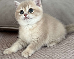 Кошки в Новосибирске: Британская золотая шиншилла Девочка, 70 000 руб. - фото 2