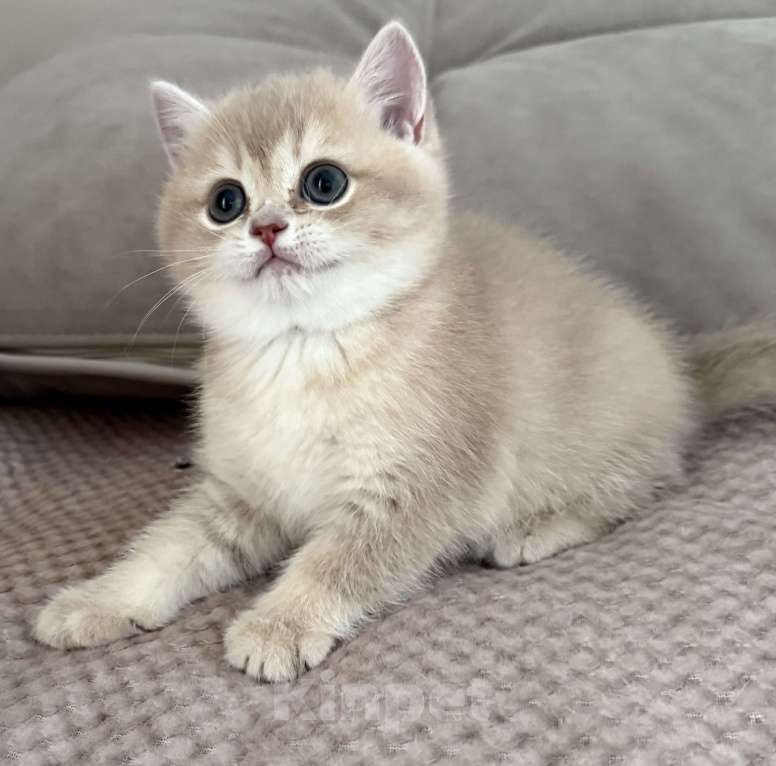Кошки в Новосибирске: Британская золотая шиншилла Девочка, 70 000 руб. - фото 2