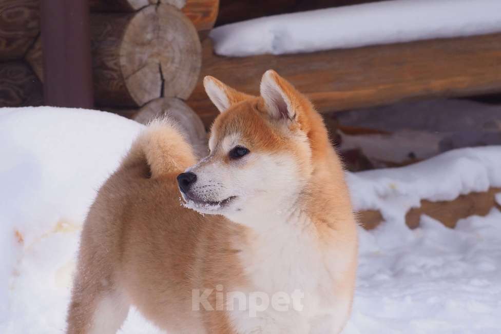 Собаки в Москве: Сиба ину щенок Мальчик, 70 000 руб. - фото 4