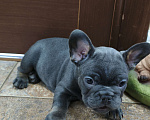 Собаки в Белореченске: Французский бульдог Девочка, Бесплатно - фото 2