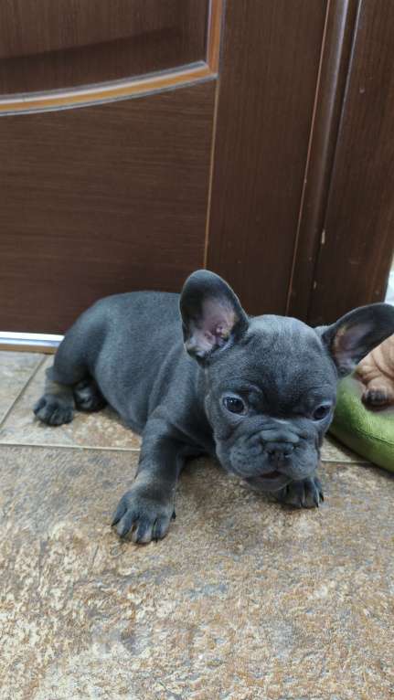 Собаки в Белореченске: Французский бульдог Девочка, Бесплатно - фото 2