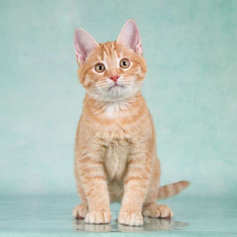 Кошки в Москве: Рыжие ручные котята ищут дом Мальчик, 1 руб. - фото 4