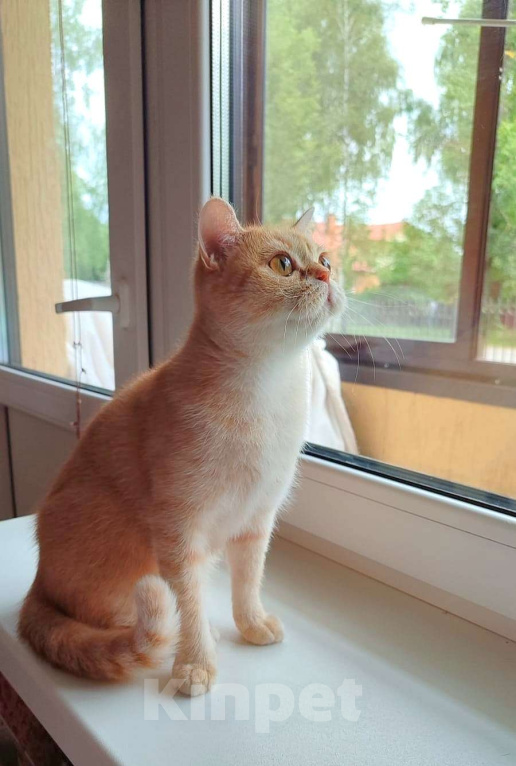 Кошки в Москве: Британские кошки Девочка, 20 000 руб. - фото 2