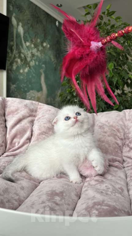 Кошки в Нижнем Новгороде: Шотландская леди!  Девочка, Бесплатно - фото 3