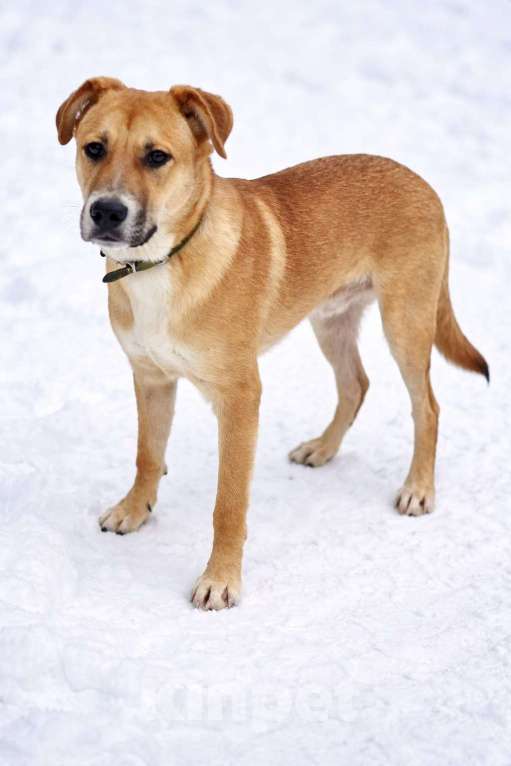 Собаки в Химках: Мальчик Кабачок ищет дом Мальчик, Бесплатно - фото 10