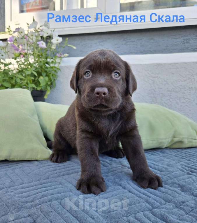 Собаки в других городах Краснодарского края: Рамзес ледяная скала от пары чемпионов 🏆 Мальчик, Бесплатно - фото 3