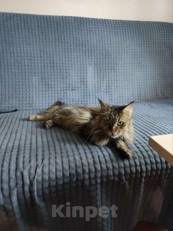 Кошки в Москве: Муза - роскошная мини-мейнкун Девочка, Бесплатно - фото 3