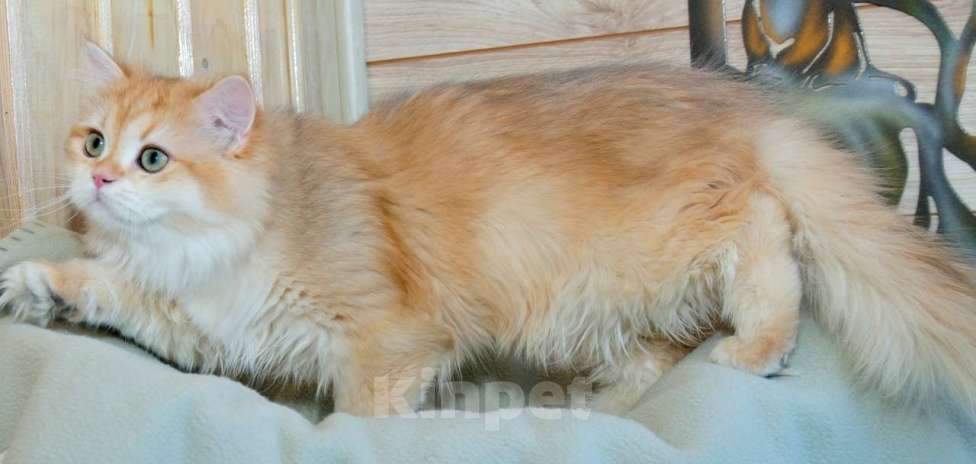 Кошки в Рыбинске: Британский длинношерстный 4 мес мальчик .золото Ny12 Мальчик, 25 000 руб. - фото 2