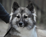 Собаки в Москве: Ненецкая оленегонная лайка. Сука Чинар. Девочка, 60 000 руб. - фото 1