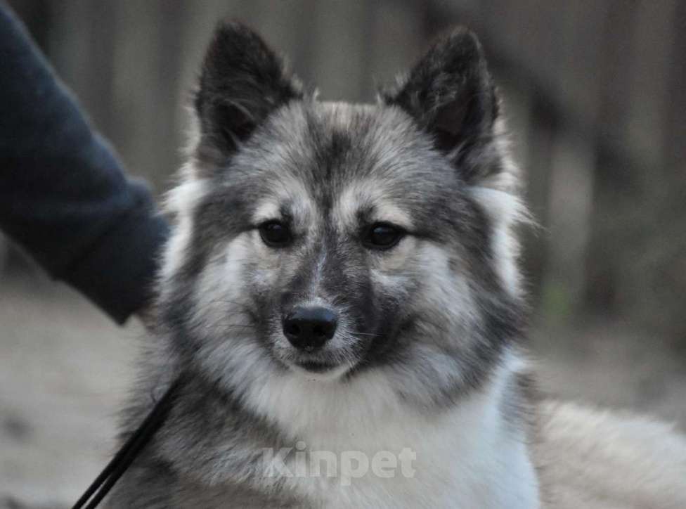 Собаки в Москве: Ненецкая оленегонная лайка. Сука Чинар. Девочка, 60 000 руб. - фото 1