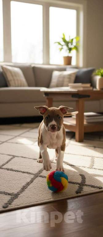 Собаки в Нижнеудинске: Щенки Американского Стаффордширского терьера Разнополые, 25 000 руб. - фото 3