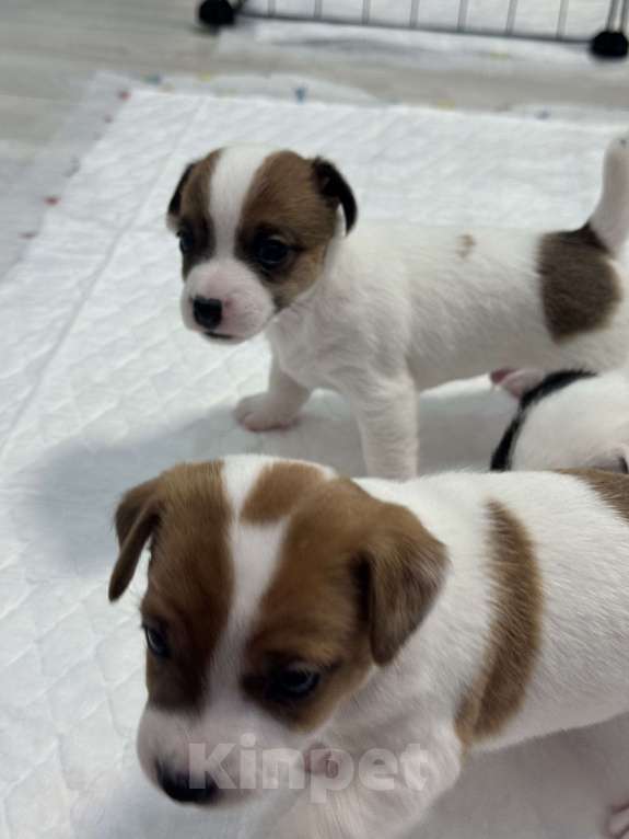 Собаки в Краснодаре: Щенки джек-рассел-терьера Разнополые, 15 000 руб. - фото 2