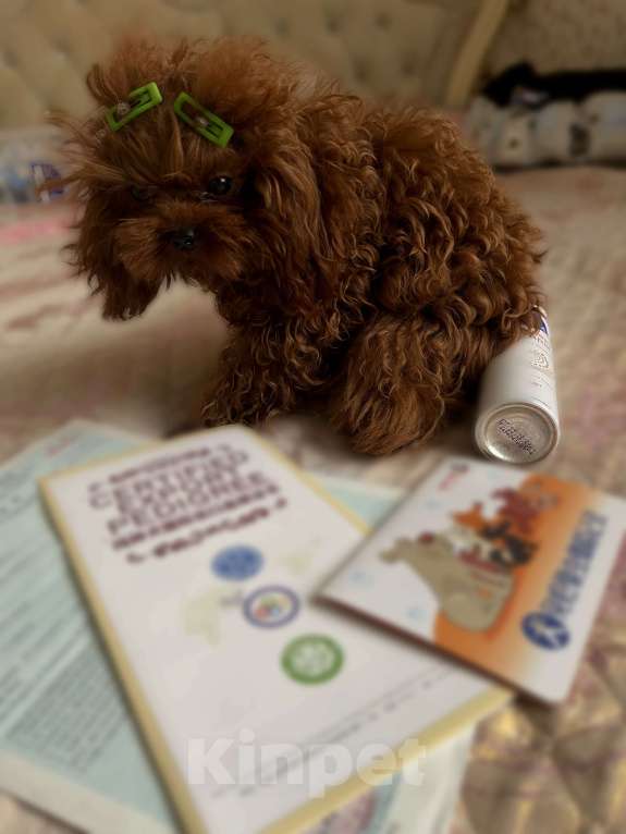 Собаки в Ижевске: Тедди пудель тикап 16см  Мальчик, 20 000 руб. - фото 7