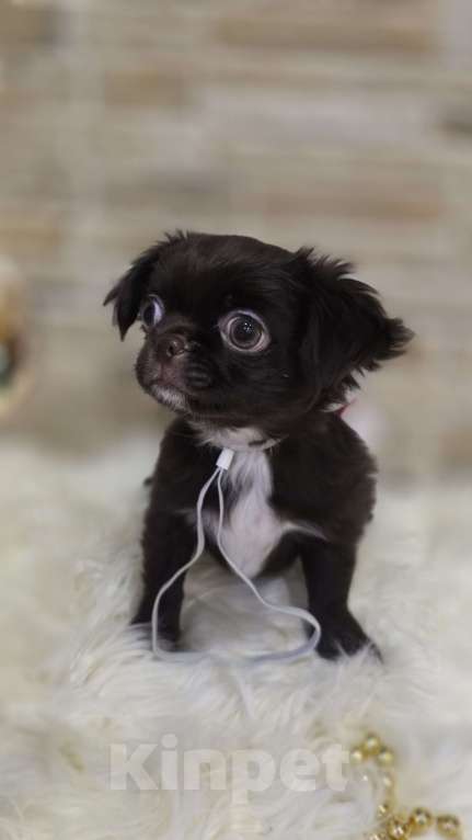 Собаки в Москве: Шоколадный мини мальчик Мальчик, Бесплатно - фото 2