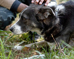 Собаки в Москве: Граф Мальчик, Бесплатно - фото 3