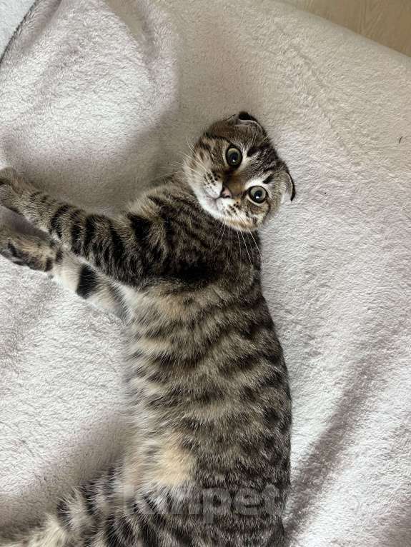 Кошки в Сочи: Отдаю ласковую мурлыку Девочка, 3 000 руб. - фото 1