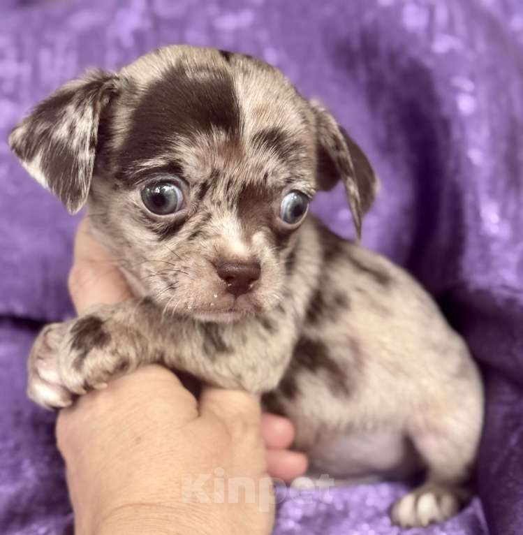 Собаки в Балашихе: Мальчик чихуахуа Мальчик, 30 000 руб. - фото 4