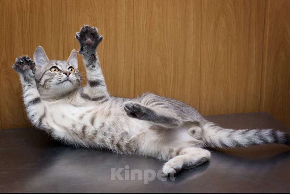 Кошки в Москве: Котенок Никонор. Серый моторчик в полосочку. Активный, умный, воспитанный.  Мальчик, Бесплатно - фото 2