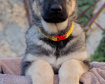 Собаки в Севастополе: щенок восточноевропейской овчарки Девочка, 50 000 руб. - фото 1