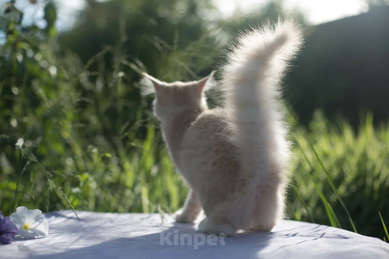Кошки в Самаре: Норвежские лесные котята Мальчик, 25 000 руб. - фото 1