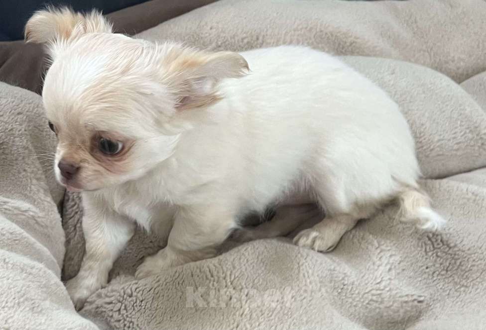 Собаки в Санкт-Петербурге: Щенок чихуахуа, сука Девочка, 50 000 руб. - фото 9