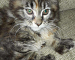 Кошки в Кашине: Кошечка полидакт, 14 000 руб. - фото 5