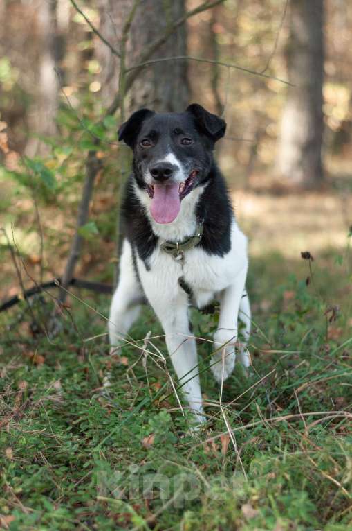 Собаки в Ногинске: Клэр Девочка, Бесплатно - фото 5