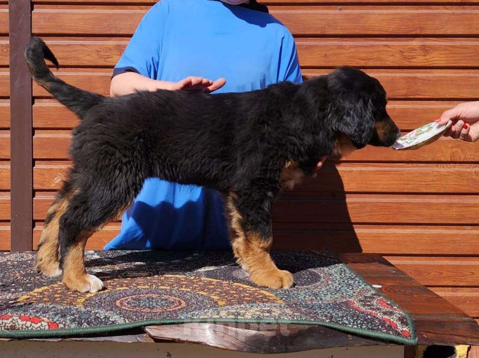 Собаки в Иркутске: Мальчик желтая лента Мальчик, 60 000 руб. - фото 2