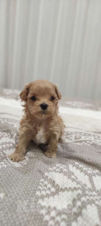 Собаки в Губкине: Малыши Девочка, Бесплатно - фото 1