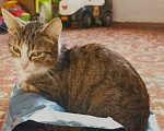 Кошки в Томске: Домашние животные Разнополые, Бесплатно - фото 2