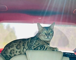 Кошки в Санкт-Петербурге: Кошечка в добрые руки Девочка, Бесплатно - фото 6