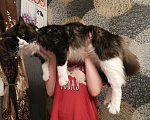 Кошки в Лобне: Мейн-Кун вязка Мальчик, 1 руб. - фото 1