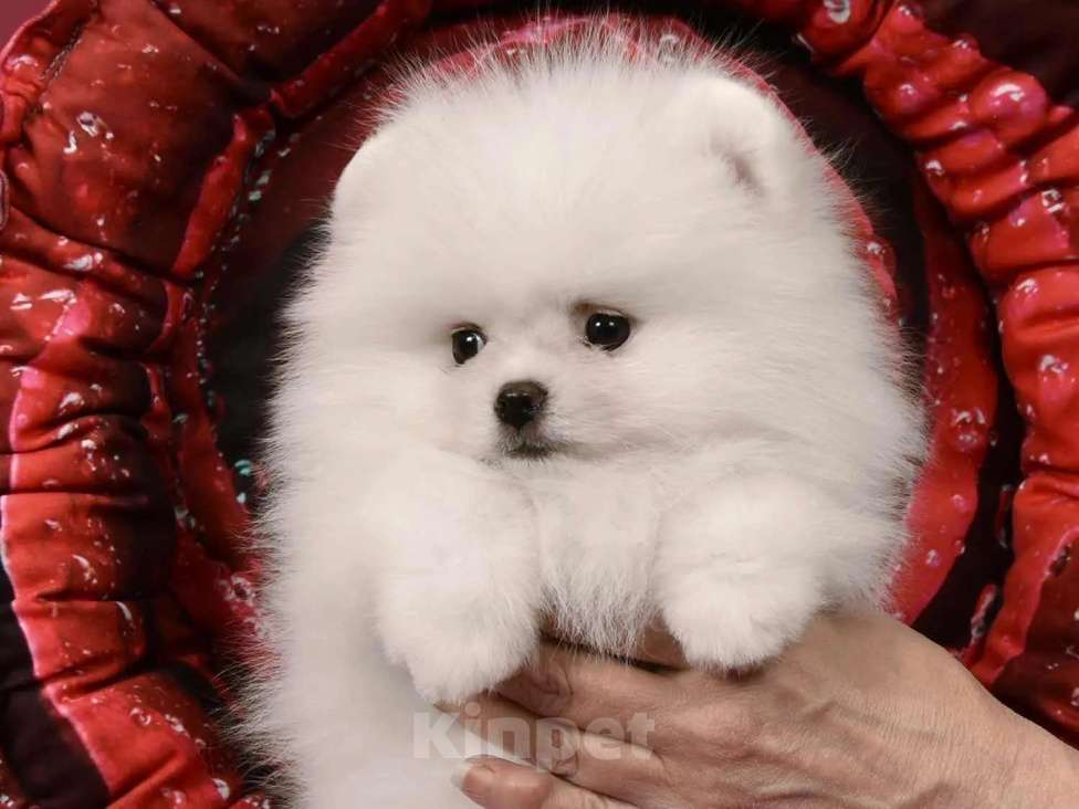 Собаки в Москве: Померанский мини шпиц Девочка, 50 000 руб. - фото 5