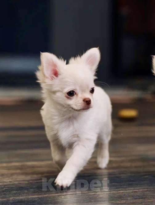 Собаки в Москве: Малышка Чихуахуа Девочка, 40 000 руб. - фото 2