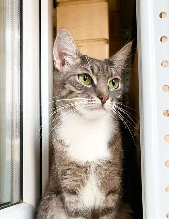 Кошки в Москве: Изящная полосатая кошечка Шурочка ищет дом, в добрые руки  Девочка, Бесплатно - фото 2