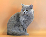 Кошки в Ульяновске: Британский короткошерстный кот (титулованный). Мальчик, Бесплатно - фото 4