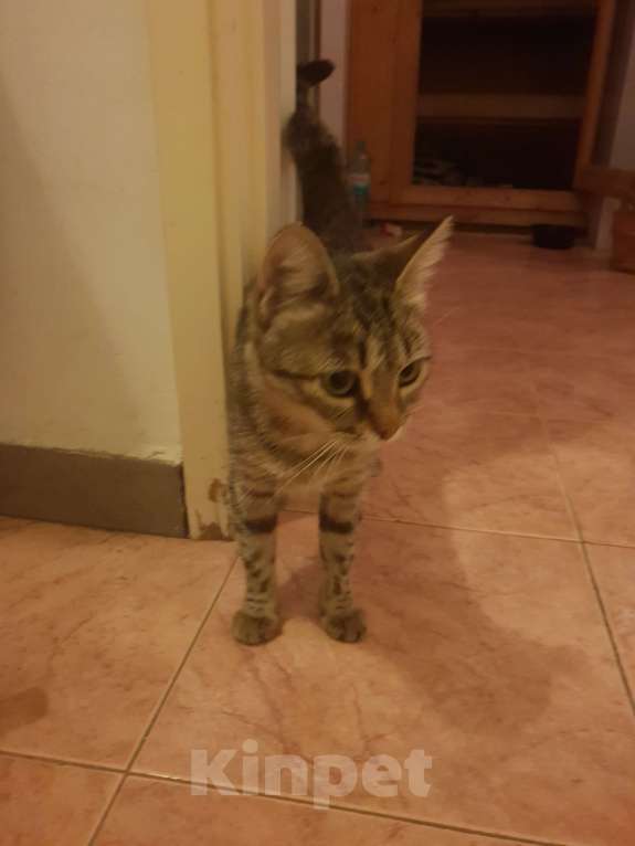 Кошки в Москве: Нашёл кошку Девочка, Бесплатно - фото 7