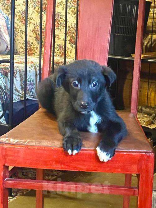 Собаки в Красногорске: Щенок Трюфель 2 месяца ищет дом Мальчик, Бесплатно - фото 1