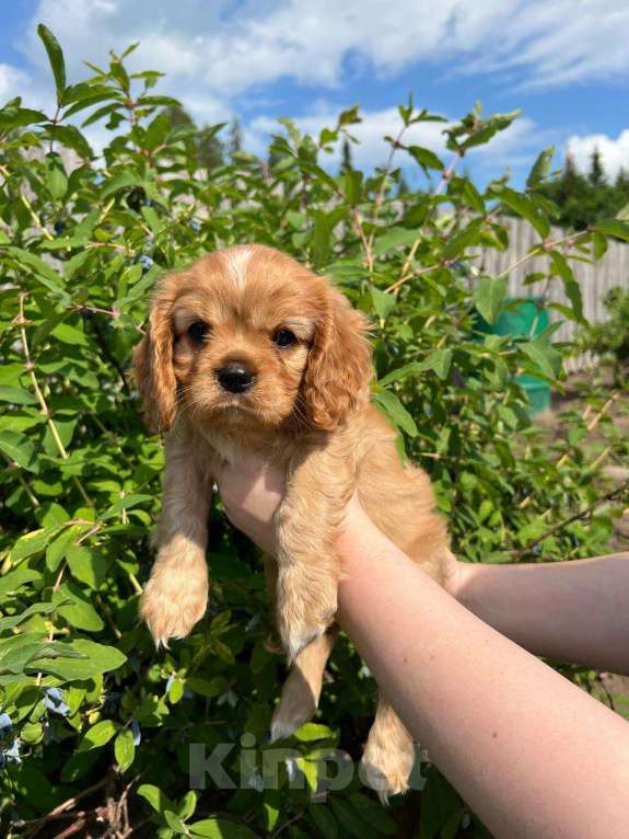 Собаки в Можге: Щенки Кавалер кинг чарльз спаниель  Девочка, 65 000 руб. - фото 8