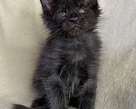 Кошки в Дмитрове: Черный сОлидный мальчик мейн кун Мальчик, 50 000 руб. - фото 6