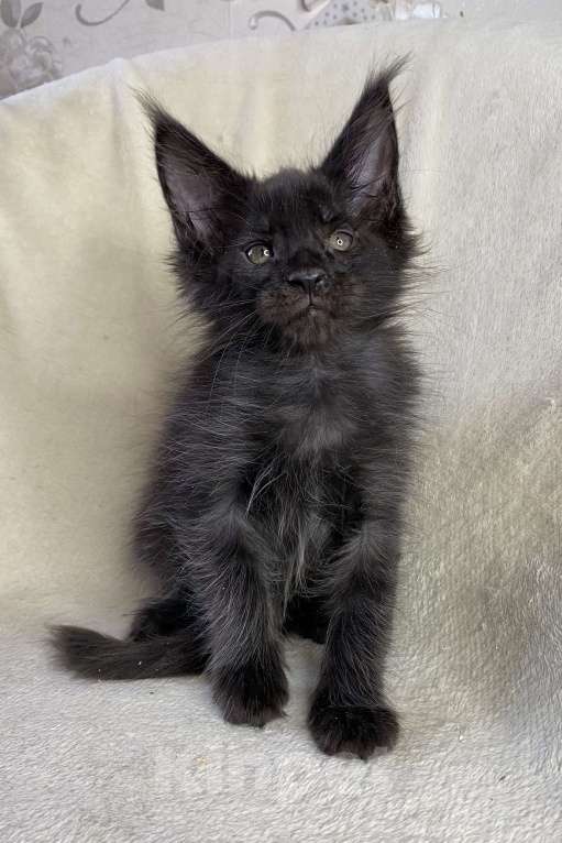 Кошки в Дмитрове: Черный сОлидный мальчик мейн кун Мальчик, 50 000 руб. - фото 6