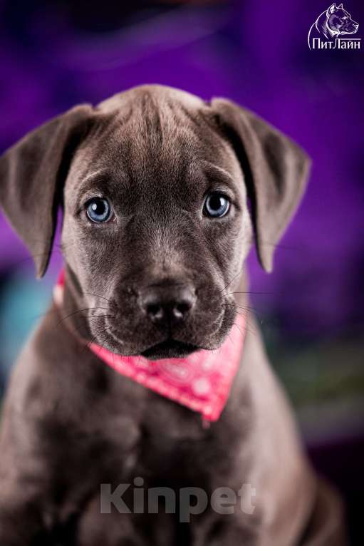 Собаки в Ульяновске: Американский питбультерьер, девочка Девочка, Бесплатно - фото 4