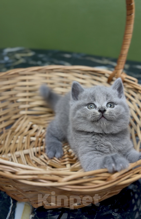 Кошки в Москве: Британский котенок Мальчик, 100 000 руб. - фото 3