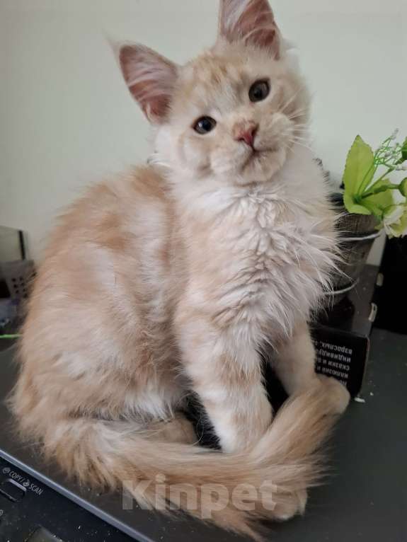 Кошки в Москве: Красная красавица. Девочка, 15 000 руб. - фото 2