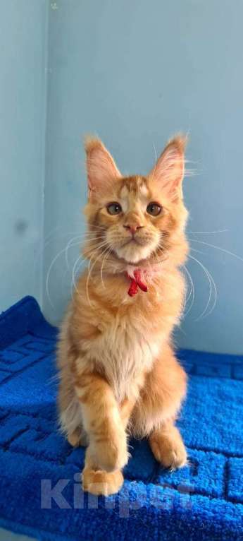 Кошки в Самаре: Котёнок породы Мейн-кун, MCO feemale Nifertiti, color d Девочка, 40 000 руб. - фото 6