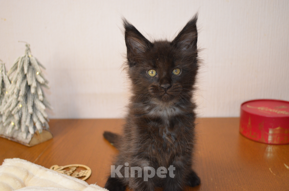 Кошки в Санкт-Петербурге: Chilly Diesel Power черный мейн-кун Девочка, 65 000 руб. - фото 3