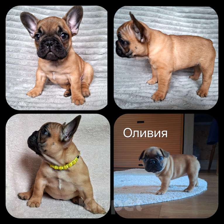 Собаки в Москве: Щенки французского бульдога Мальчик, 60 000 руб. - фото 3