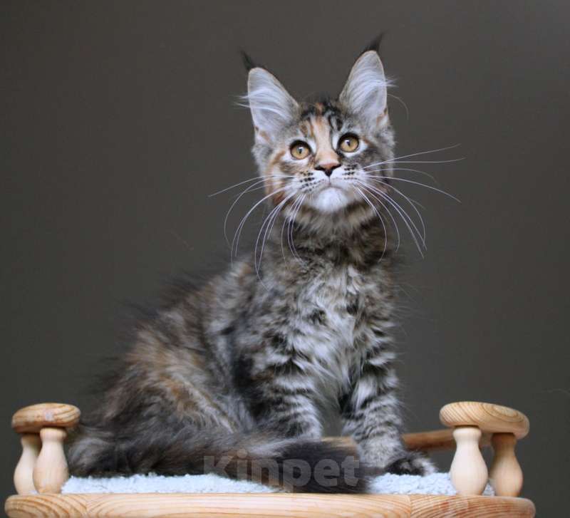 Кошки в Раменском: Zoya Девочка, 30 000 руб. - фото 2