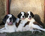 Собаки в Костроме: Щенки Сенбернара (Гигант, Друг, Сторож, няня) Девочка, Бесплатно - фото 3